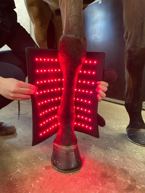 Hovedbilde Riislund Light Therapy RED Pro 