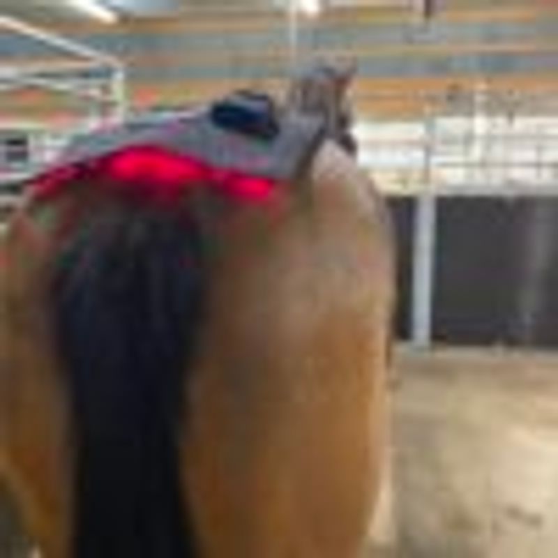Riislund Light Therapy RED Pro 