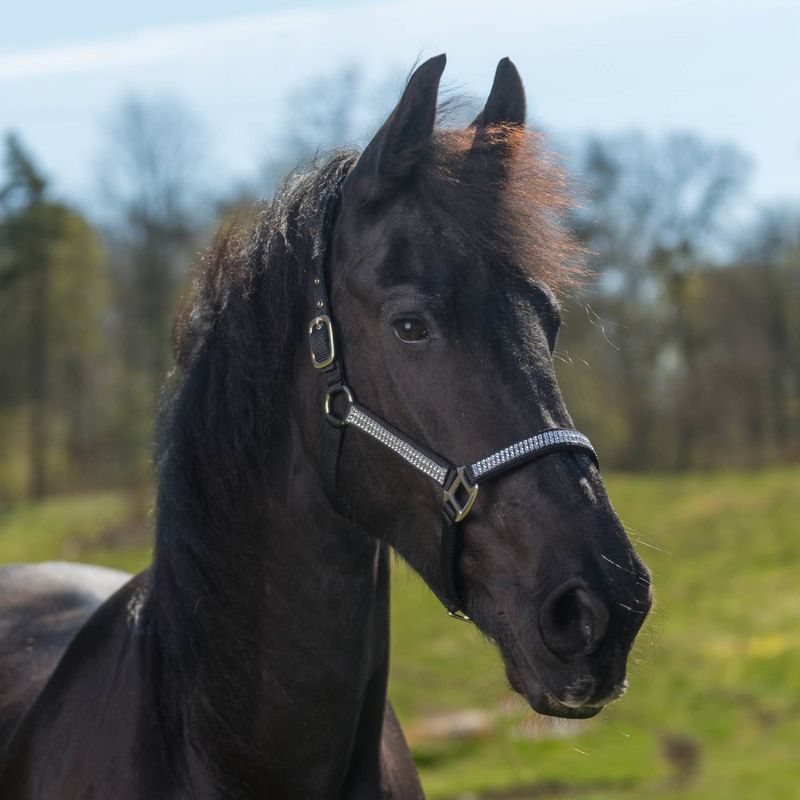 Globus -grime med bling, 