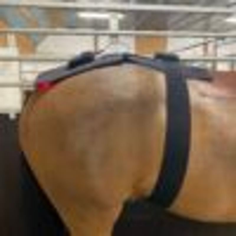 Riislund Light Therapy Blue